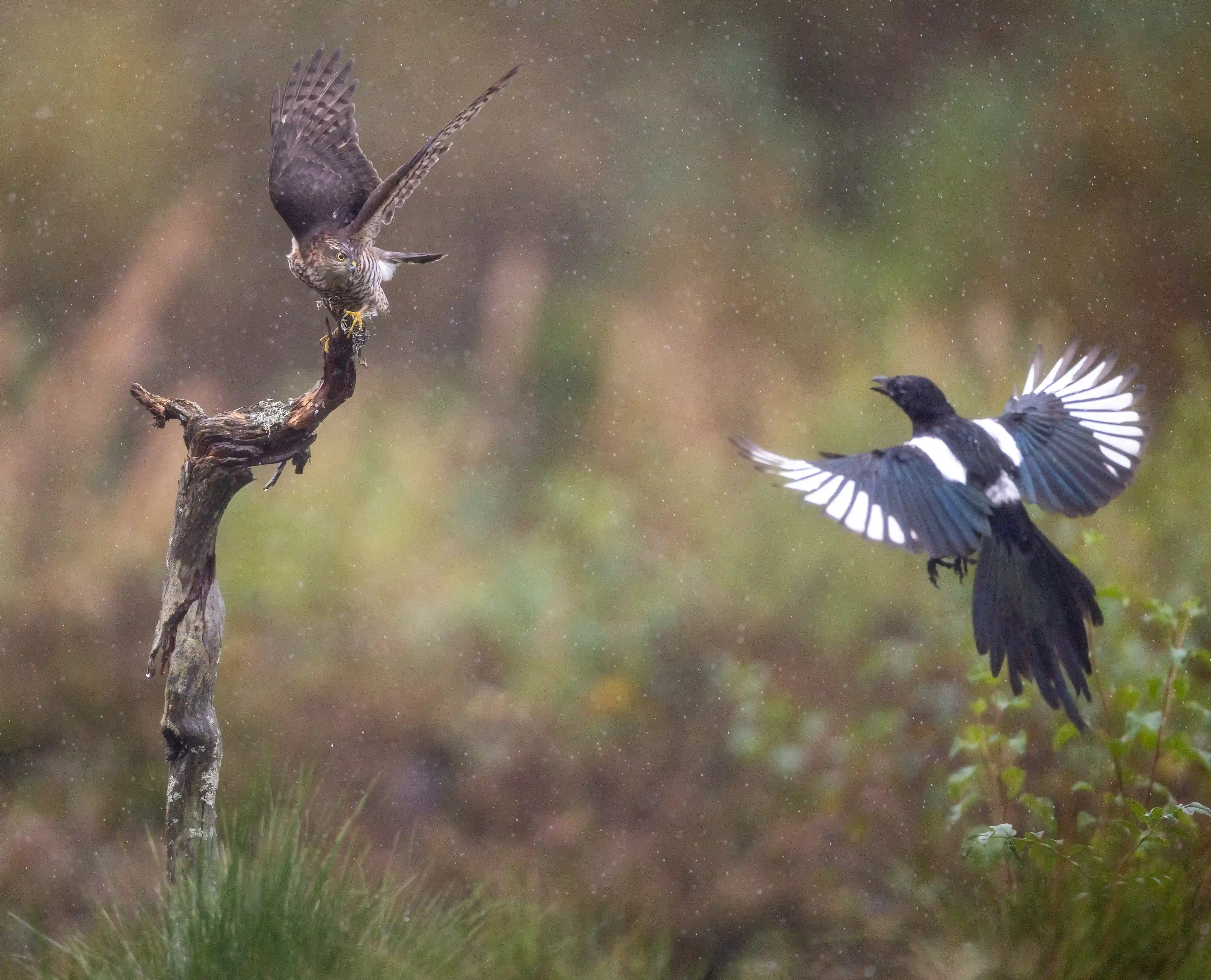 Autumn Norway gallery image 8